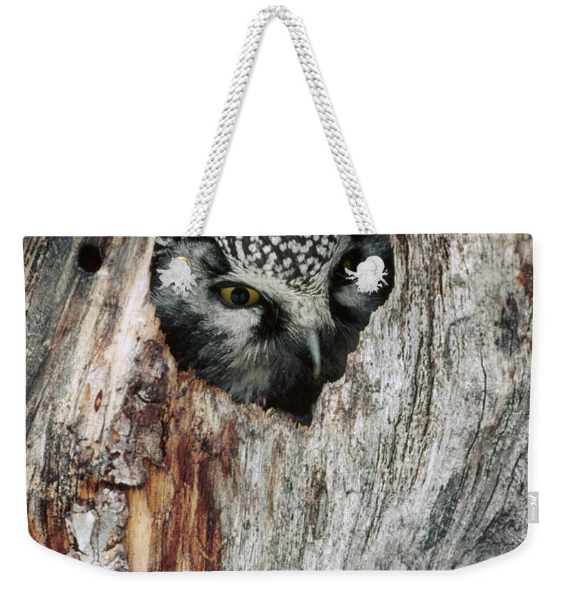 Feb0514 Weekender Tote Bag featuring the photograph Boreal Owl In Tree Cavity Alaska by Michael Quinton