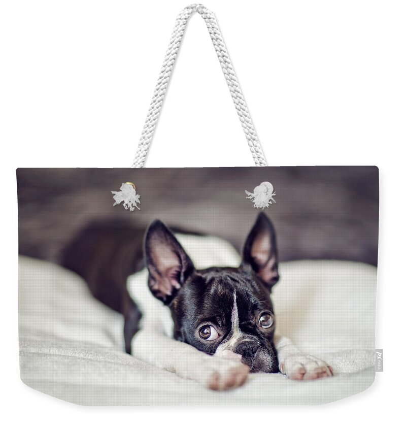 Cute Weekender Tote Bag featuring the photograph Boston Terrier Puppy by Nailia Schwarz