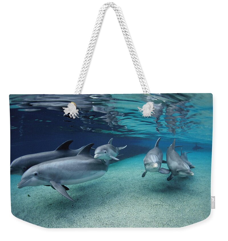 Feb0514 Weekender Tote Bag featuring the photograph Bottlenose Dolphins In Shallow Water by Flip Nicklin