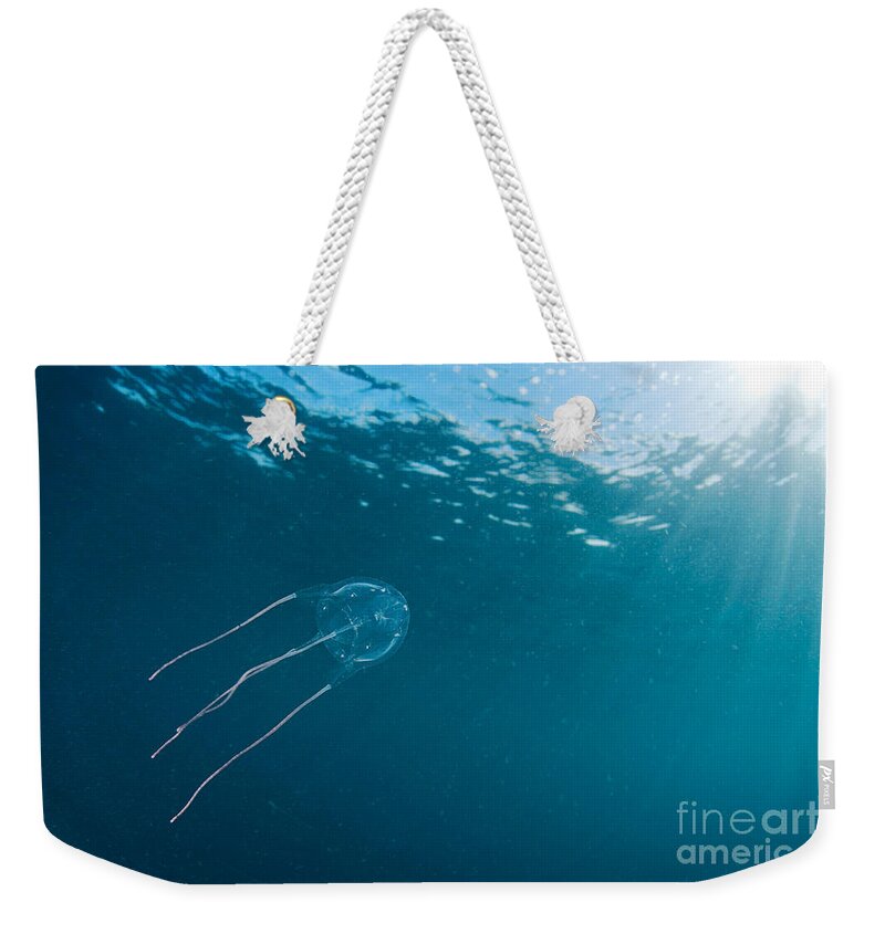 Southern Sea Wasp Weekender Tote Bag featuring the photograph Box Jellyfish by David Fleetham