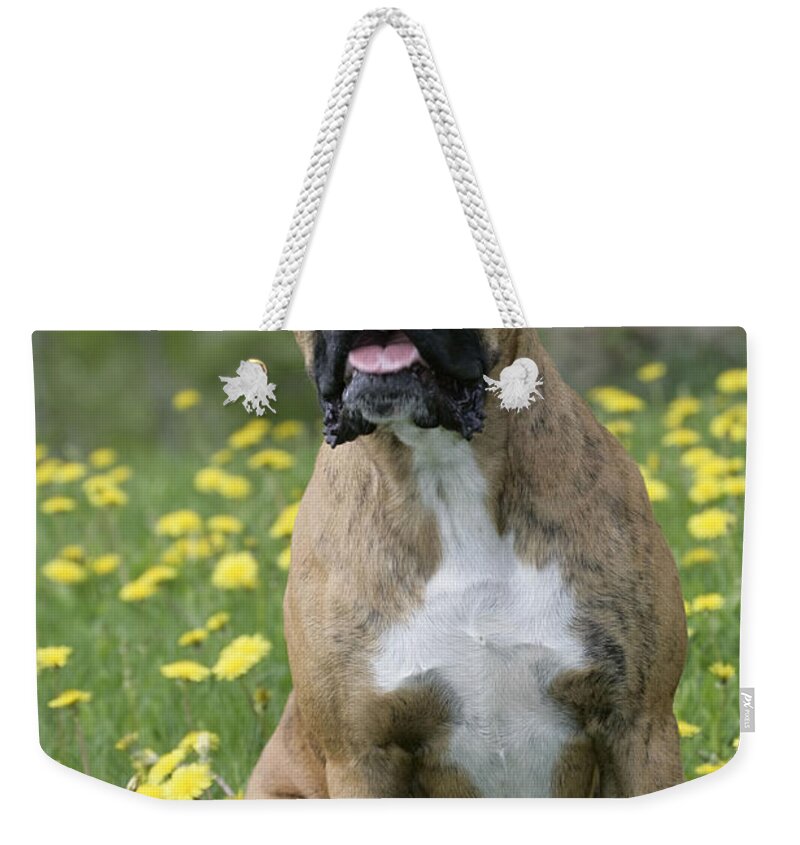 Dog Weekender Tote Bag featuring the photograph Boxer Dog by Rolf Kopfle