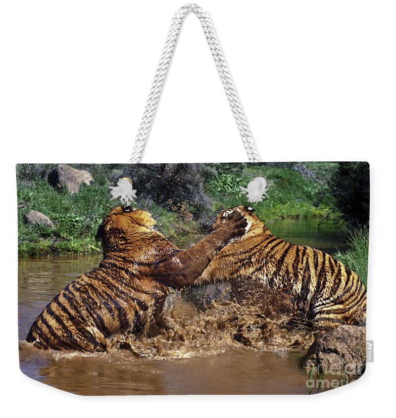 Bengal Tigers Weekender Tote Bag featuring the photograph Boxing Bengal Tigers Wildlife Rescue by Dave Welling