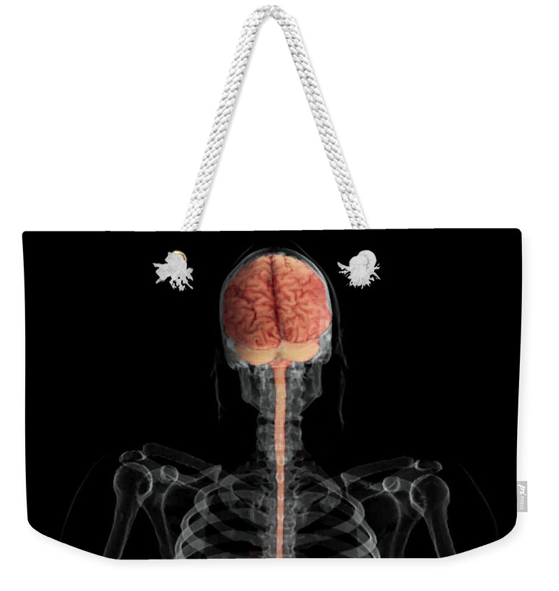 Anatomy Weekender Tote Bag featuring the photograph Brain And Spinal Cord, Posterior View by Anatomical Travelogue