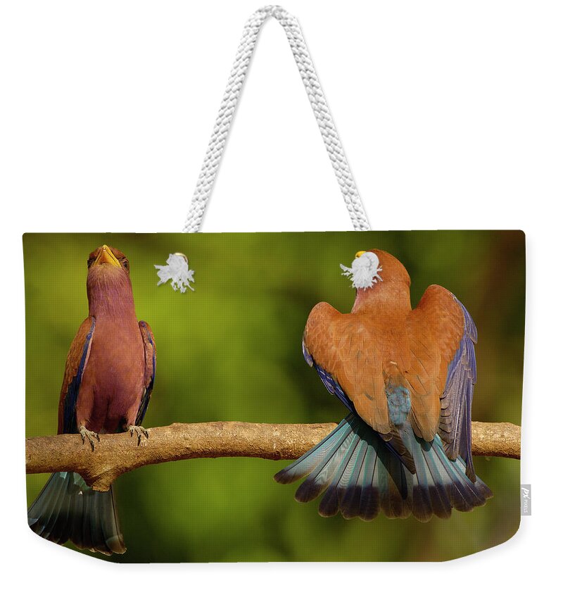00217600 Weekender Tote Bag featuring the photograph Broad-billed Roller Courtship by Pete Oxford