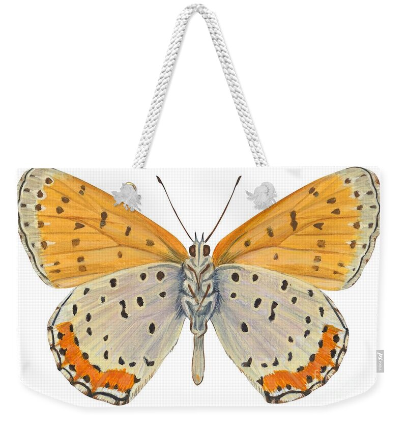 Zoology; No People; Horizontal; Close-up; Full Length; White Background; One Animal; Animal Themes; Nature; Wildlife; Symmetry; Fragility; Wing; Animal Pattern; Antenna; Entomology; Illustration And Painting; Spotted; Yellow; Bronze Weekender Tote Bag featuring the drawing Bronze copper butterfly by Anonymous
