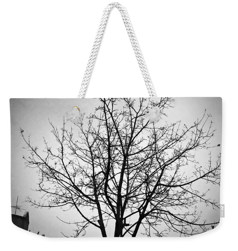 Tree Weekender Tote Bag featuring the photograph Brooklyn Tree 2012 by Frank Winters