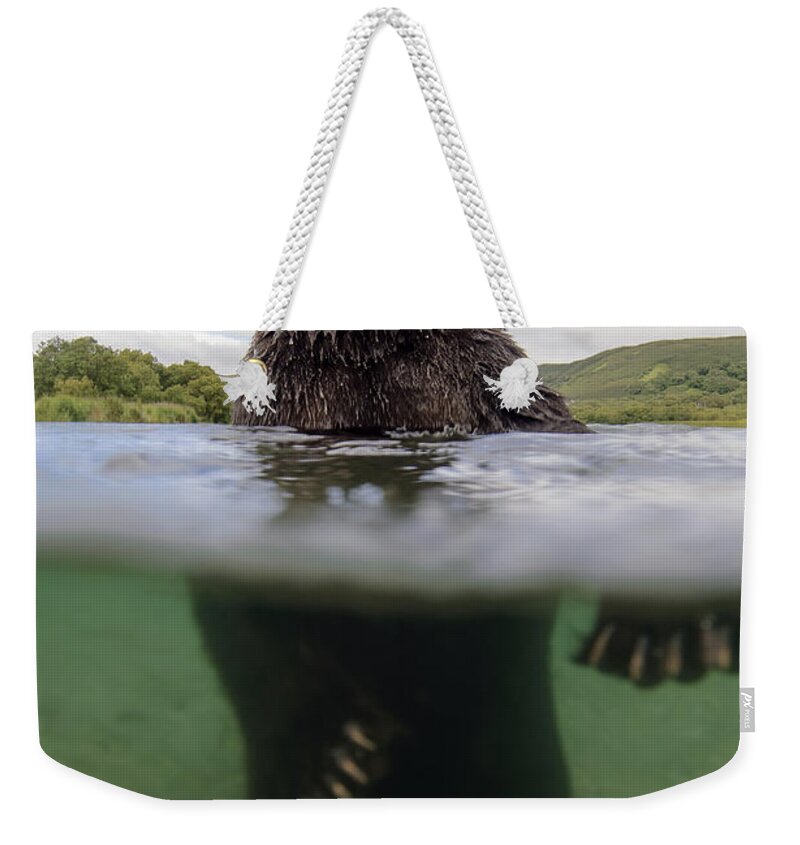 Feb0514 Weekender Tote Bag featuring the photograph Brown Bear In River Kamchatka Russia by Sergey Gorshkov