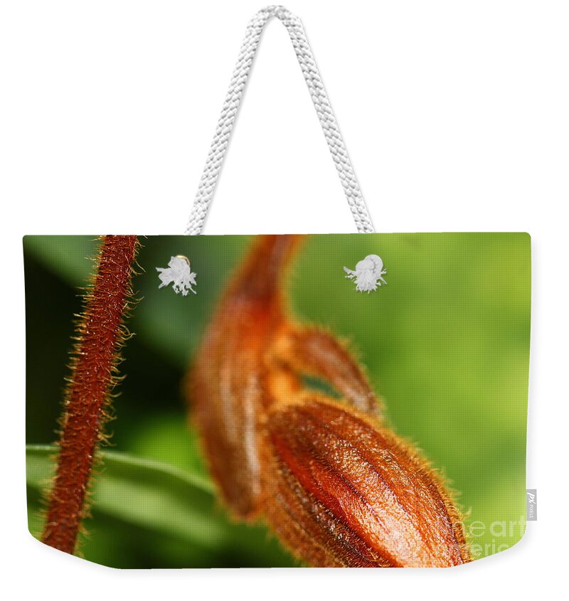 Botanical Weekender Tote Bag featuring the photograph Brown Flower Bud by Amanda Mohler
