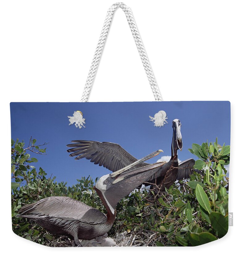 Feb0514 Weekender Tote Bag featuring the photograph Brown Pelican Greeting Display by Tui De Roy