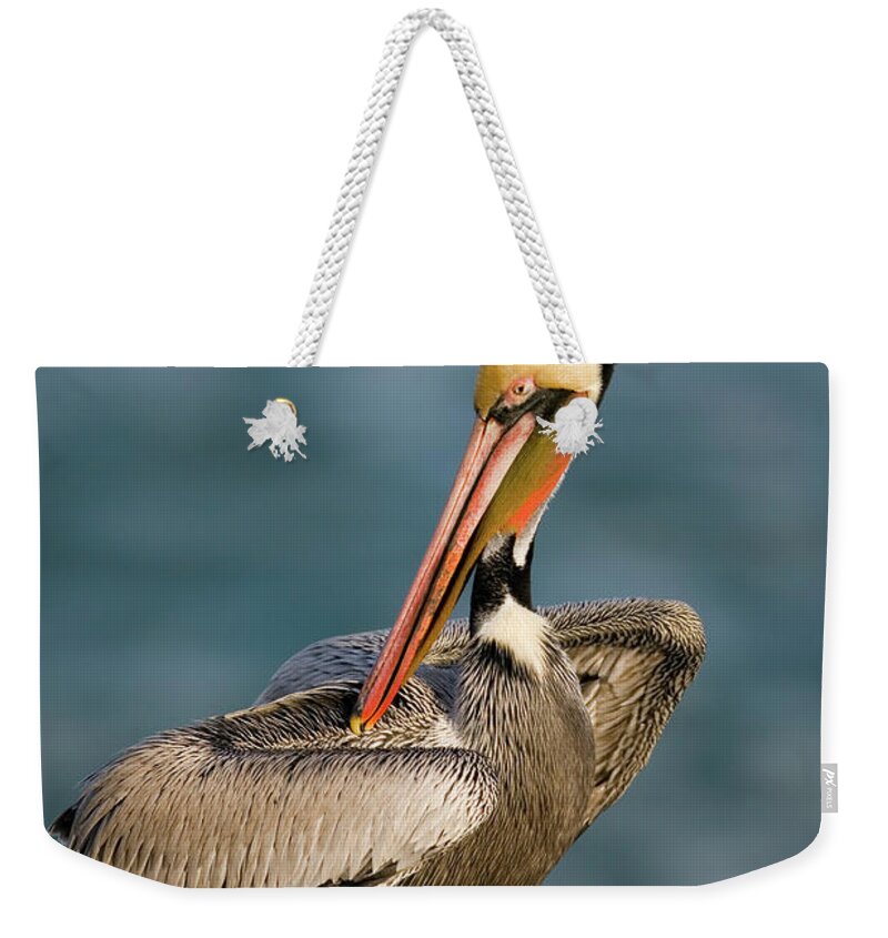00221346 Weekender Tote Bag featuring the photograph Brown Pelican Preening by Tom Vezo