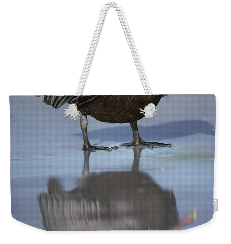 Feb0514 Weekender Tote Bag featuring the photograph Brown Pelican Turtle Bay Galapagos by Tui De Roy