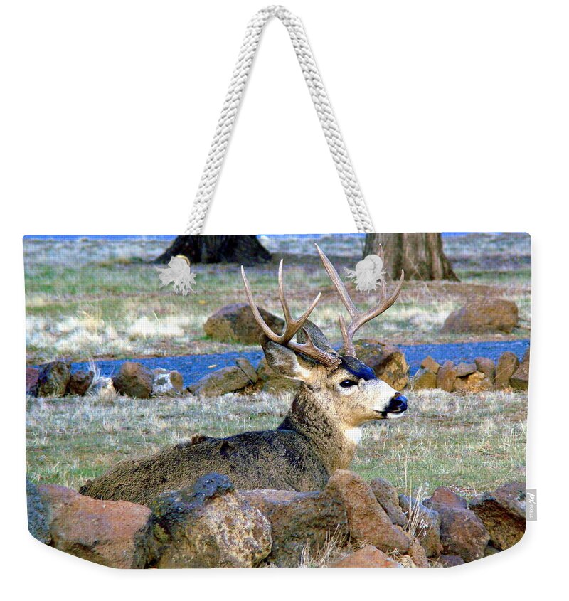 Deer Weekender Tote Bag featuring the photograph Buck having a rest by Lisa Rose Musselwhite