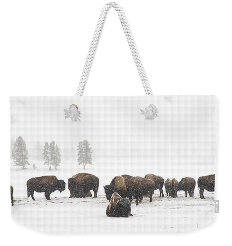Yellowstone Weekender Tote Bag featuring the photograph Buffalo Herd in Snow by Bill Cubitt