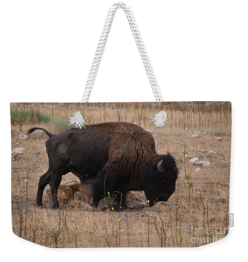 Buffalo Weekender Tote Bag featuring the photograph Buffalo of Antelope Island IV by Donna Greene