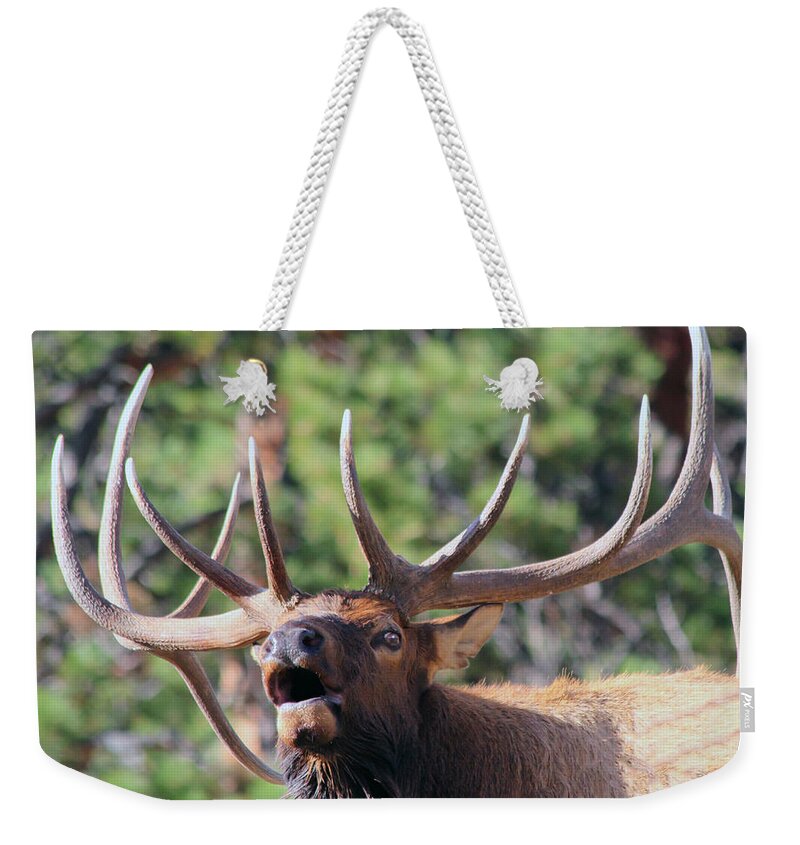 Elk Weekender Tote Bag featuring the photograph Bugling Bull by Shane Bechler