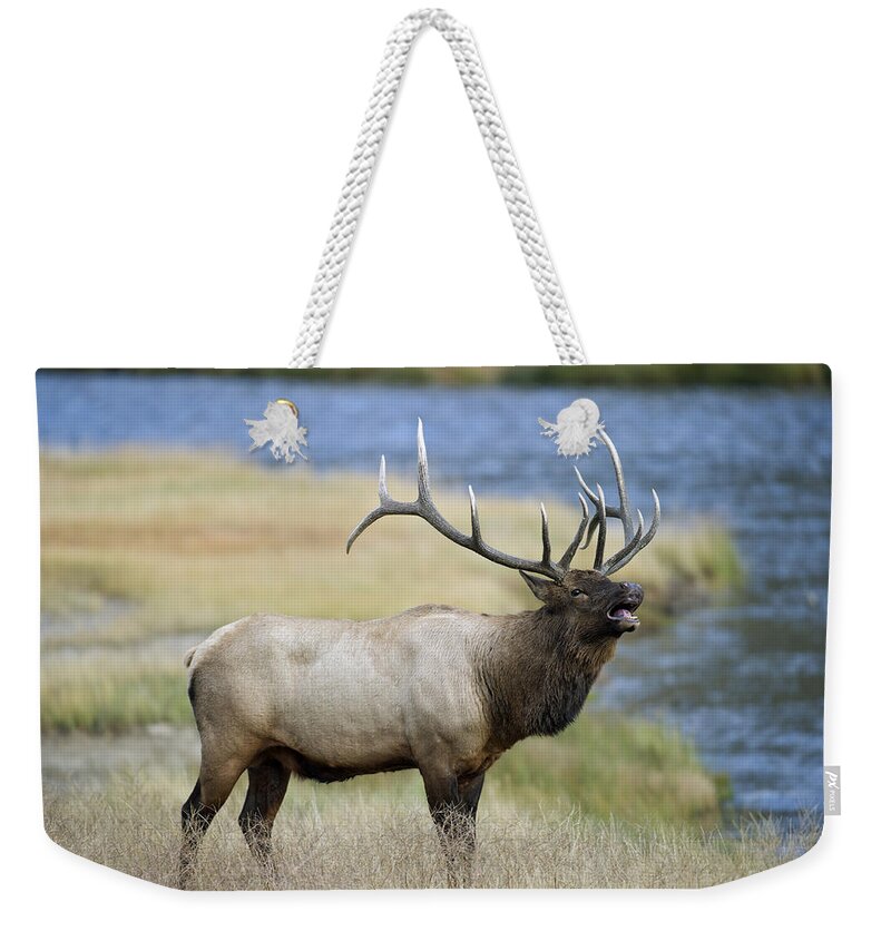 Bull Weekender Tote Bag featuring the photograph Bull Elk Bugling along Madison River by Gary Langley