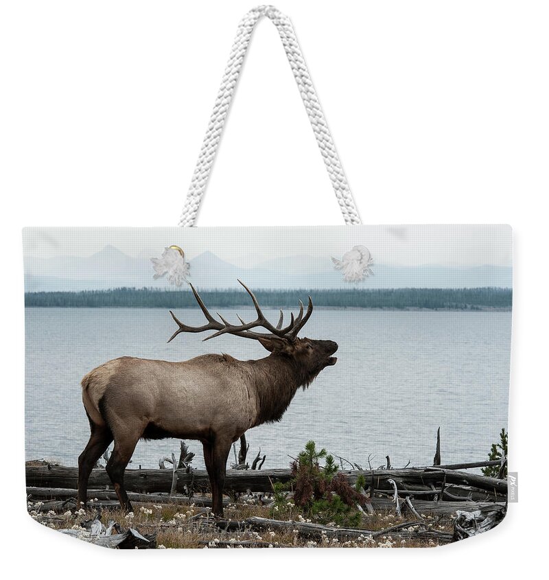 Grass Weekender Tote Bag featuring the photograph Bull Elk On Yellowstone Lake by Jeffrey Kaphan