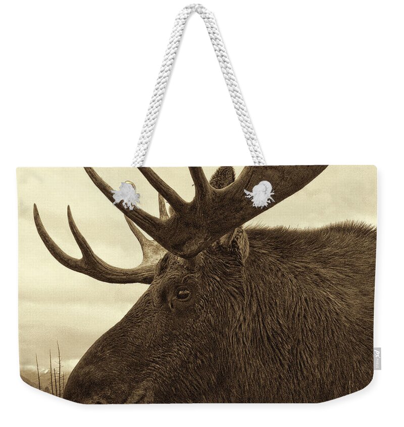 Wildlife Photographs Weekender Tote Bag featuring the photograph Bull Moose in Sepia by Phyllis Taylor