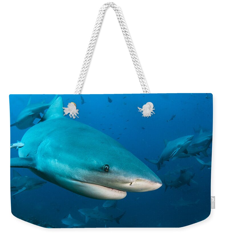 Pete Oxford Weekender Tote Bag featuring the photograph Bull Sharks In Beqa Lagoon Viti Levu by Pete Oxford