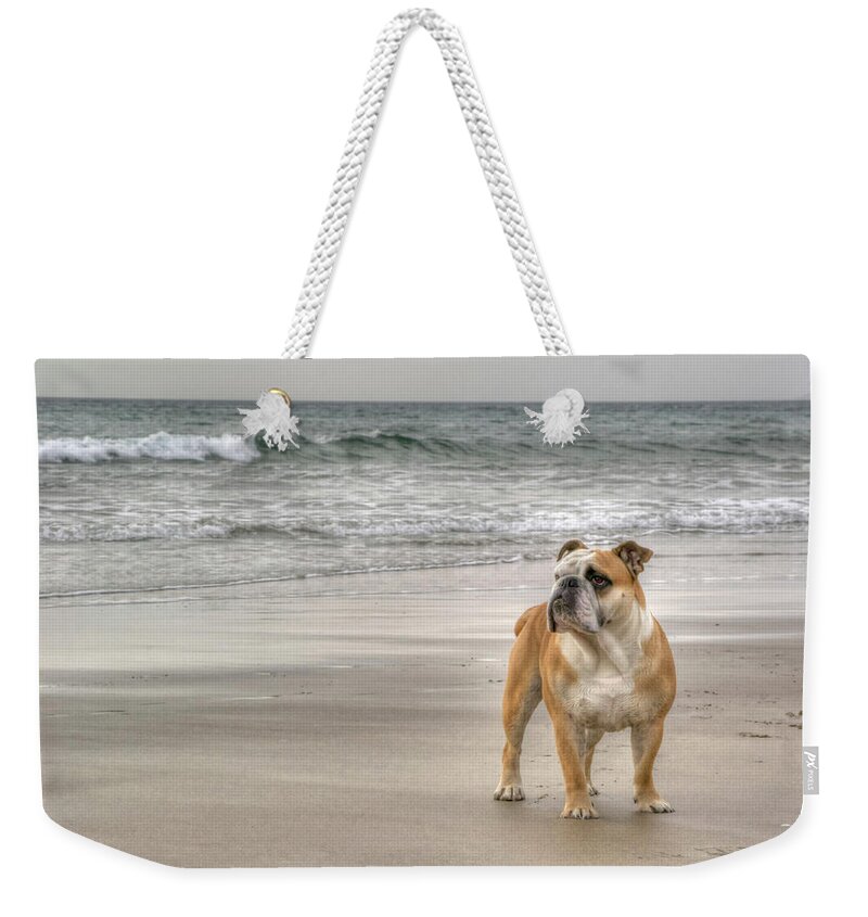 Pets Weekender Tote Bag featuring the photograph Bulldog by Photography By Jed Langdon