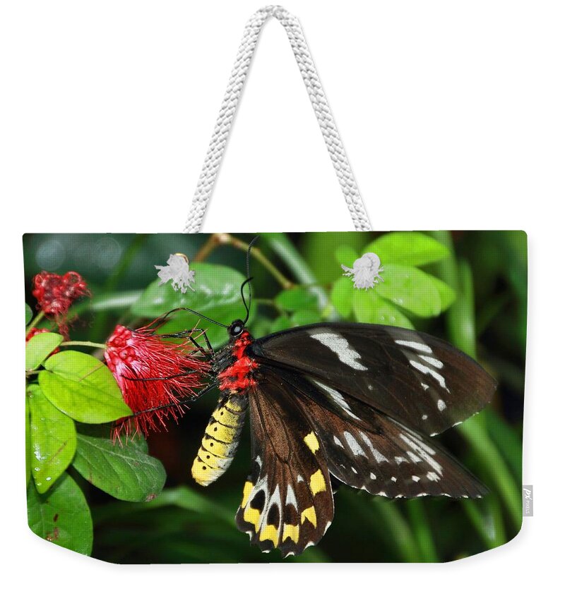 Macro Weekender Tote Bag featuring the photograph Butterfly 12 by Bob Slitzan