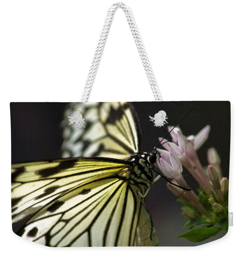 Butterfly Nature Flower Background Insect Beauty Spring Abstract Green Floral Illustration Plant Summer Leaf Vector Design Color Art Animal Wing Tree Black Fly Love Garden Beautiful Silhouette Decoration White Grunge Weekender Tote Bag featuring the photograph Butteryfly by John Swartz