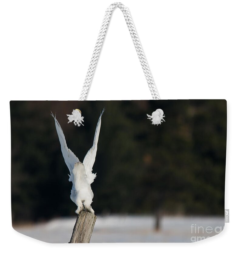 Snowy Owl Weekender Tote Bag featuring the photograph Bye Bye Snowy by Cheryl Baxter