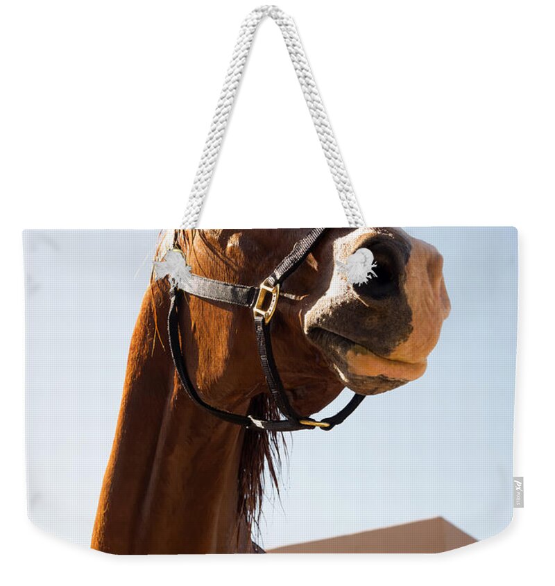 Phoenix Weekender Tote Bag featuring the photograph C-Jack by OLena Art by Lena Owens - Vibrant Design