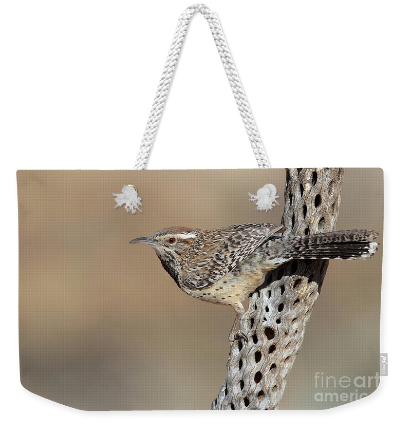 Cactus Wren Weekender Tote Bag featuring the photograph Cactus wren on cacti by Bryan Keil