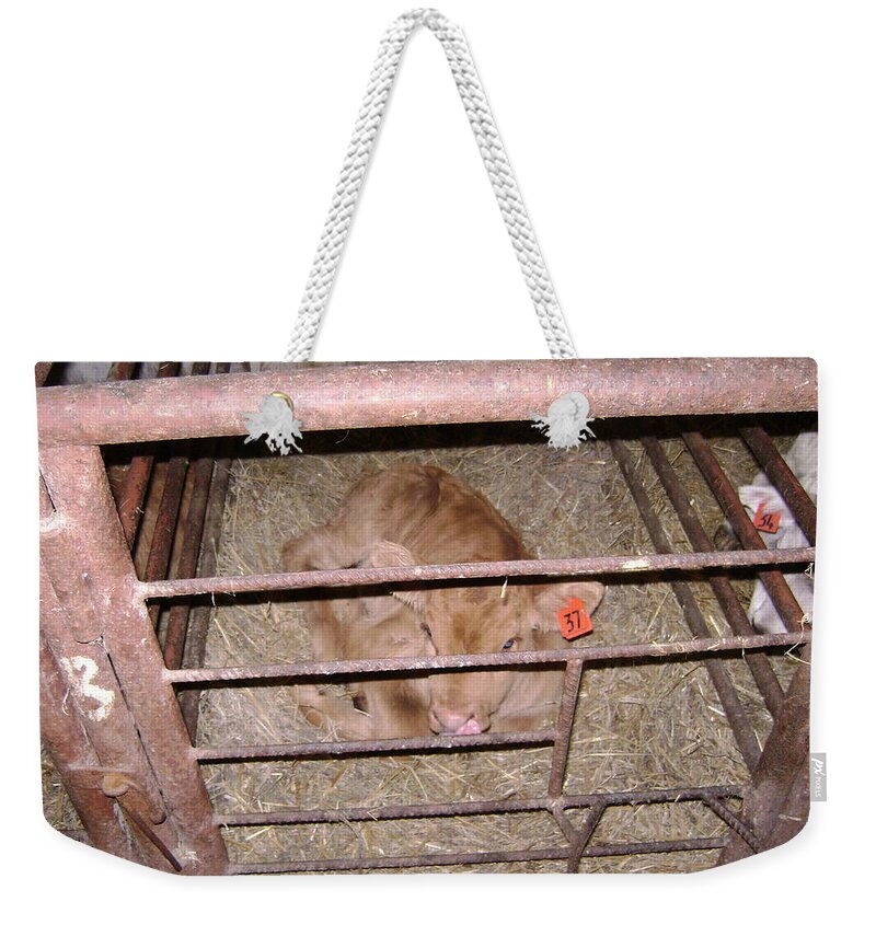 Barns Weekender Tote Bag featuring the photograph Calf by Moshe Harboun