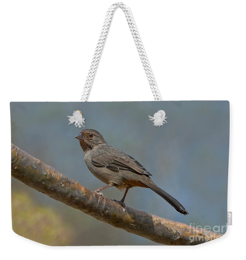 Fauna Weekender Tote Bag featuring the photograph California Towhee by Anthony Mercieca