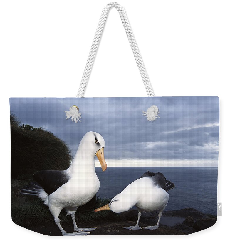 Feb0514 Weekender Tote Bag featuring the photograph Campbell Albatross Courtship Dance by Tui De Roy