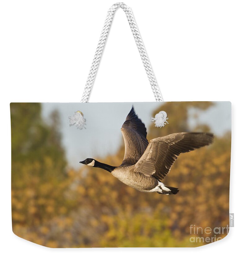Goose Weekender Tote Bag featuring the photograph Canada Goose in the skies by Bryan Keil
