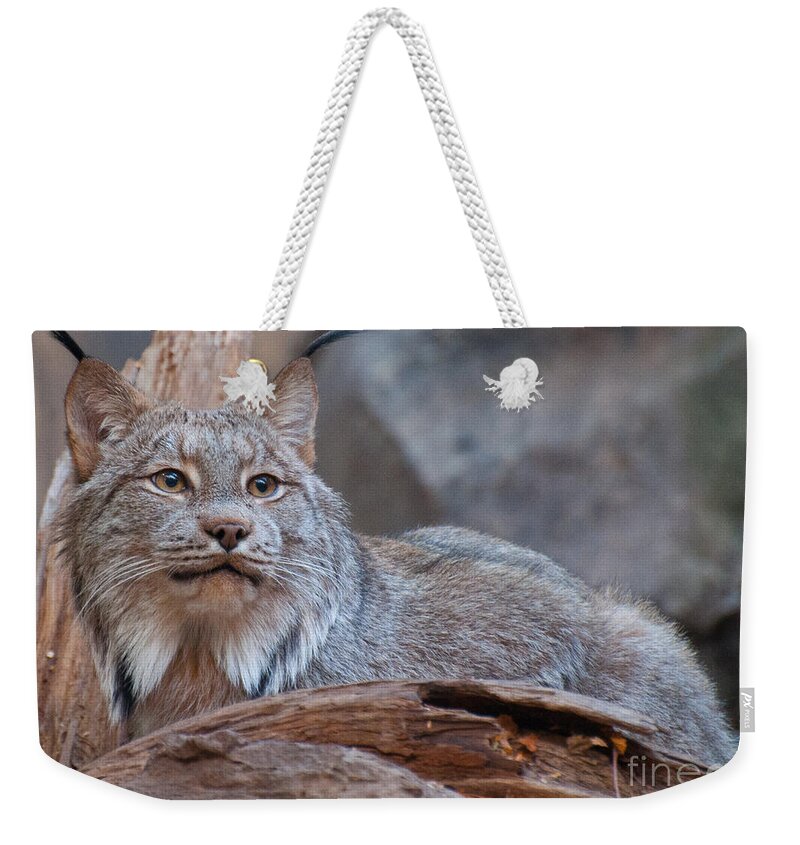 Lynx Weekender Tote Bag featuring the photograph Canada Lynx by Bianca Nadeau