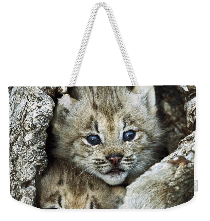 00197662 Weekender Tote Bag featuring the photograph Canada Lynx Kitten Pair by Konrad Wothe