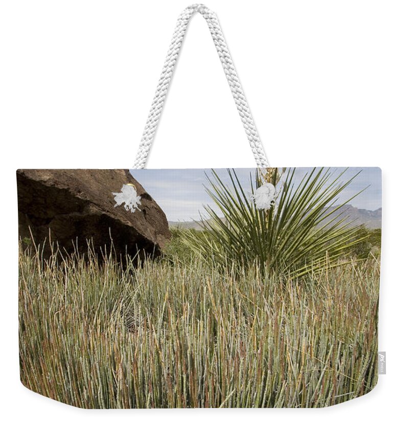 Candelilla Weekender Tote Bag featuring the photograph Candelilla In The Chihuahuan Desert by Greg Dimijian
