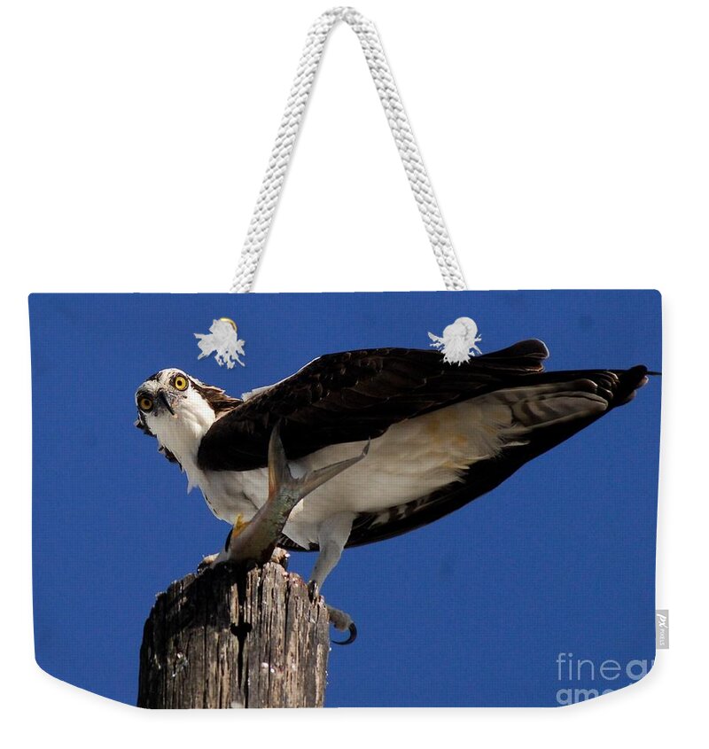 Osprey Weekender Tote Bag featuring the photograph Cant Hide From Her by Quinn Sedam
