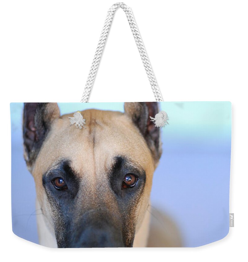 Animal Weekender Tote Bag featuring the photograph Cappy by Lisa Phillips