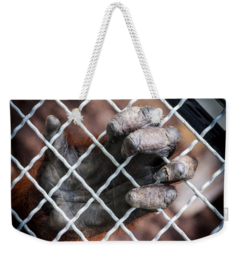 Orangutan Weekender Tote Bag featuring the photograph Captive Heart by Sennie Pierson