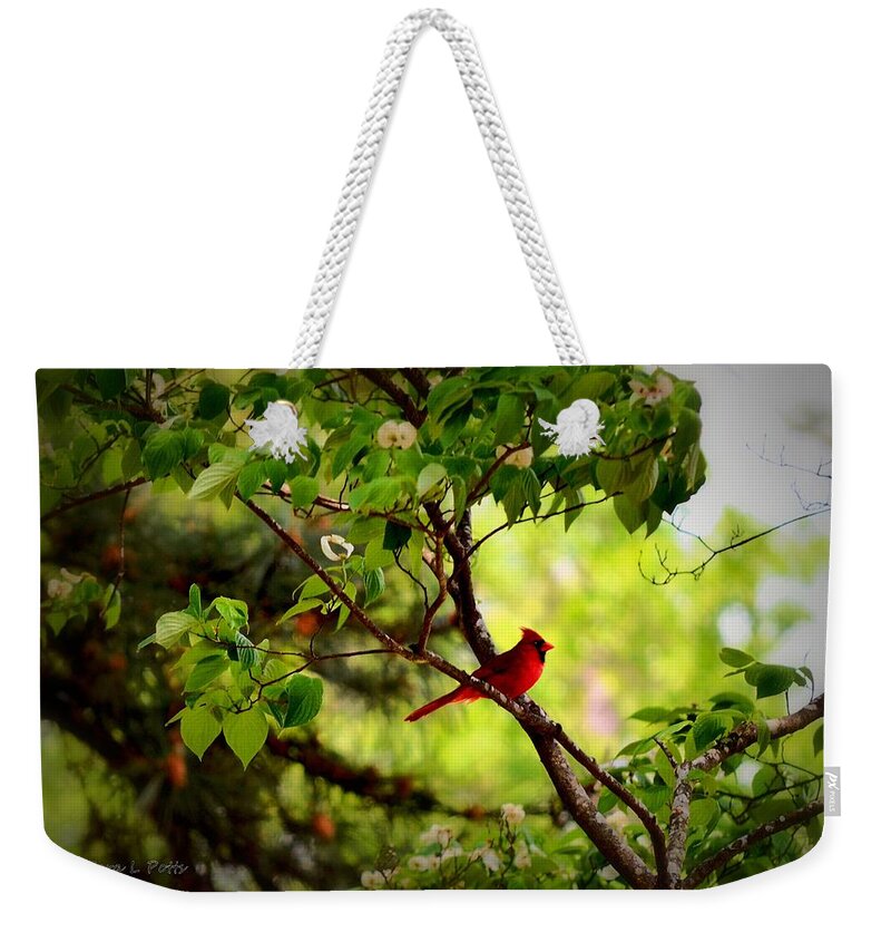 Alert Weekender Tote Bag featuring the photograph Cardinal in Dogwood by Tara Potts