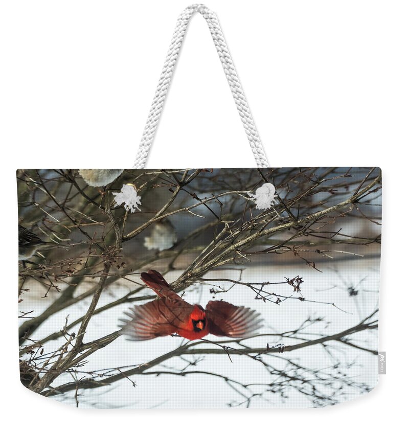 Jan Holden Weekender Tote Bag featuring the photograph Cardinal in Flight by Holden The Moment