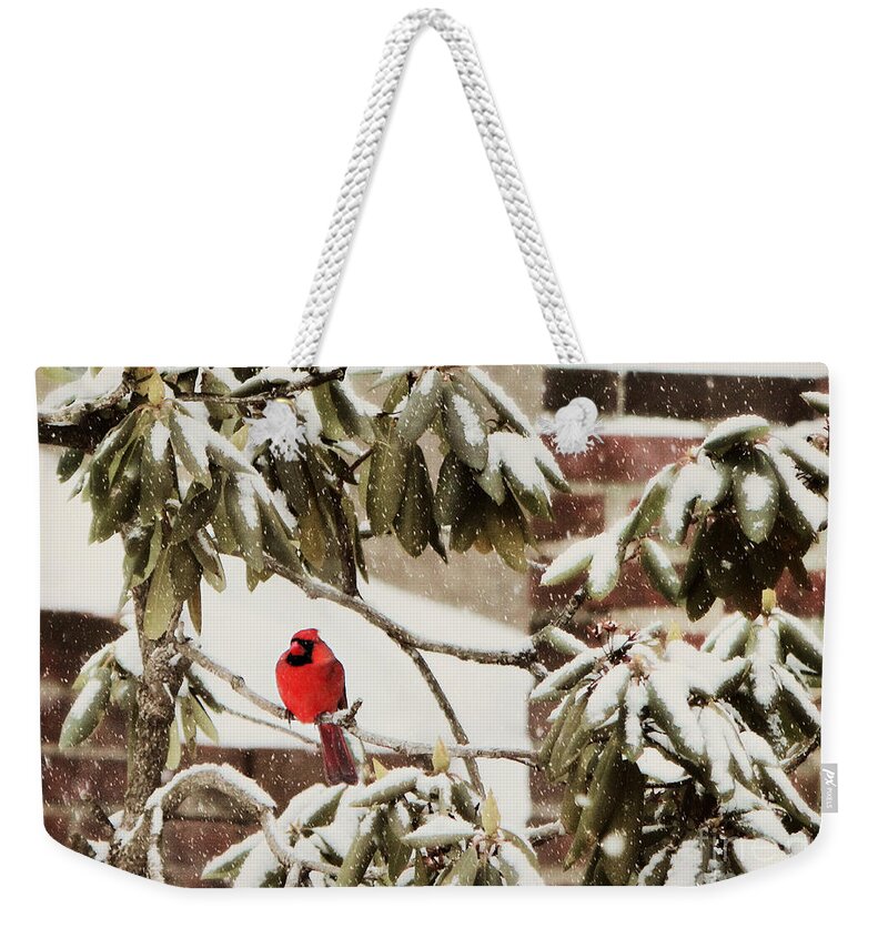 Cardinal Weekender Tote Bag featuring the photograph Cardinal In Snow by Beth Ferris Sale