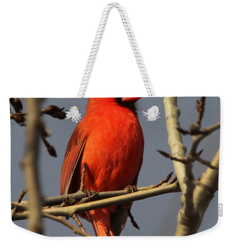 Bird Weekender Tote Bag featuring the photograph Cardinal by Roger Becker