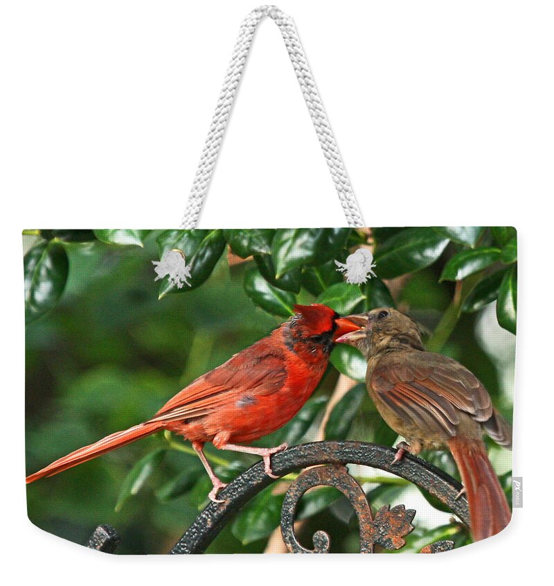 Red Cardinal Photo Weekender Tote Bag featuring the photograph Cardinal Bird Valentines Love by Luana K Perez