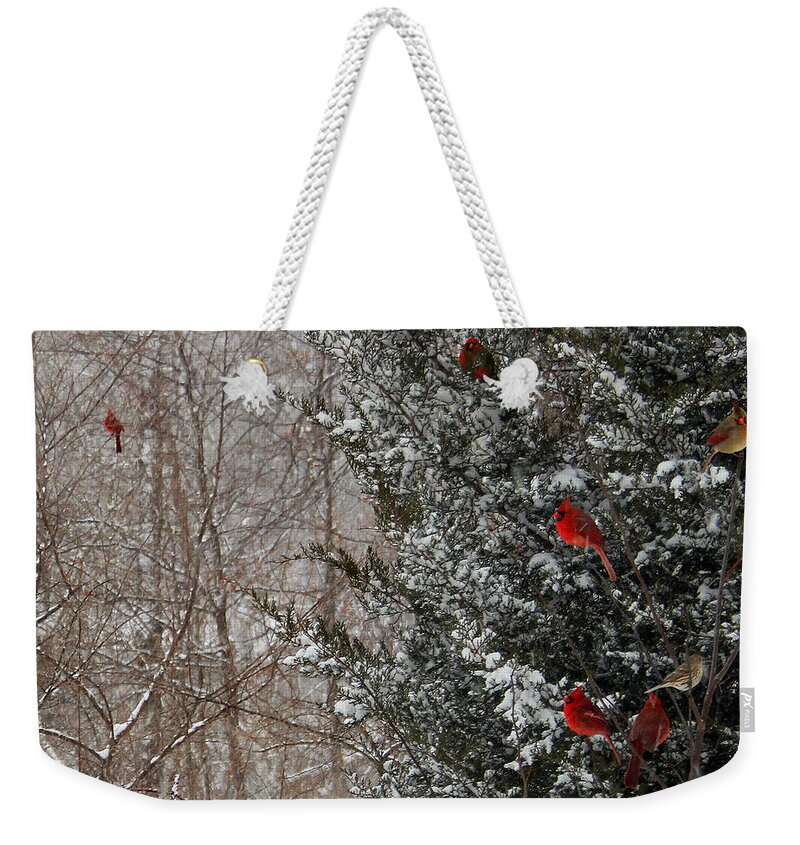 Winter Weekender Tote Bag featuring the photograph Cardinals in Winter 1 Square by Karen Adams