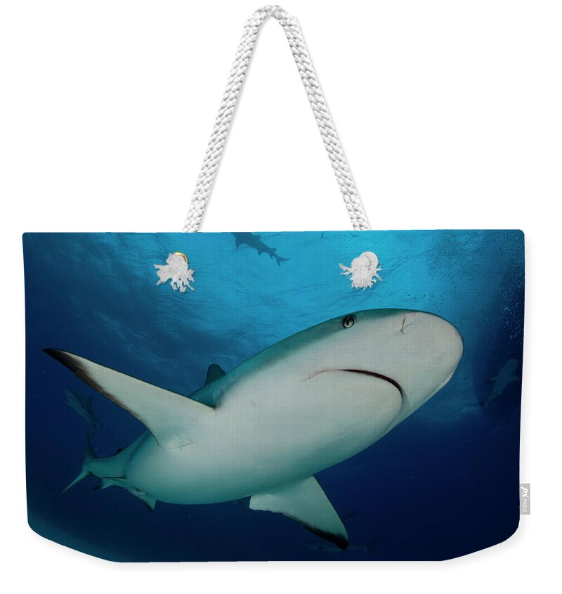 Underwater Weekender Tote Bag featuring the photograph Caribbean Reef Shark by Scott Portelli