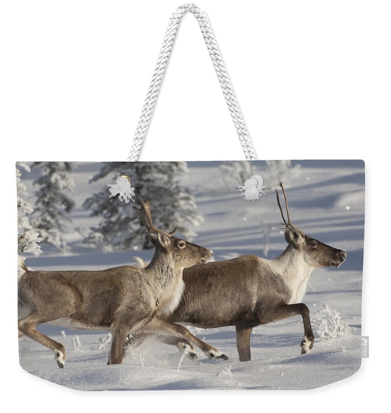 Feb0514 Weekender Tote Bag featuring the photograph Caribou Running In Snow Alaska by Michael Quinton