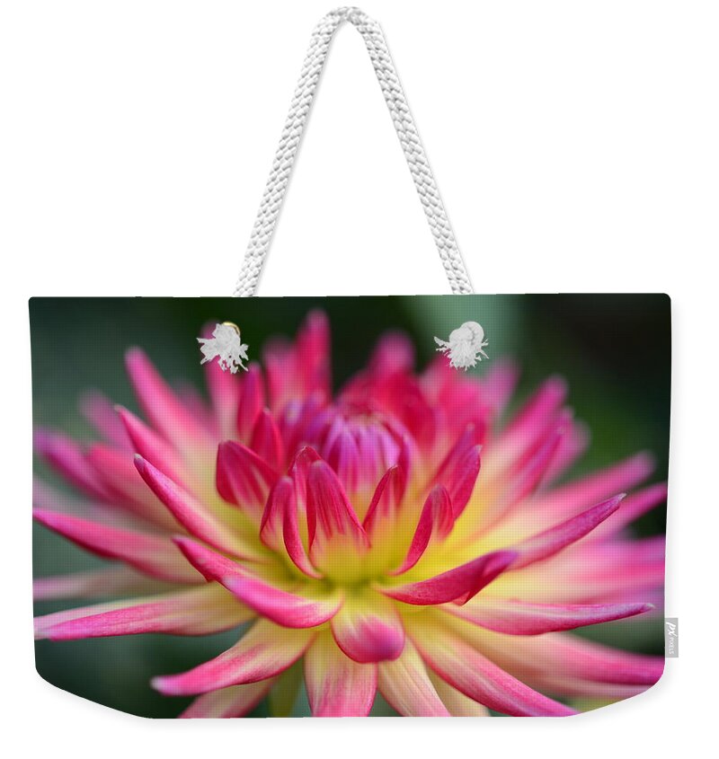 Dahlia Weekender Tote Bag featuring the photograph Carol's Dahlia by Kathy Paynter