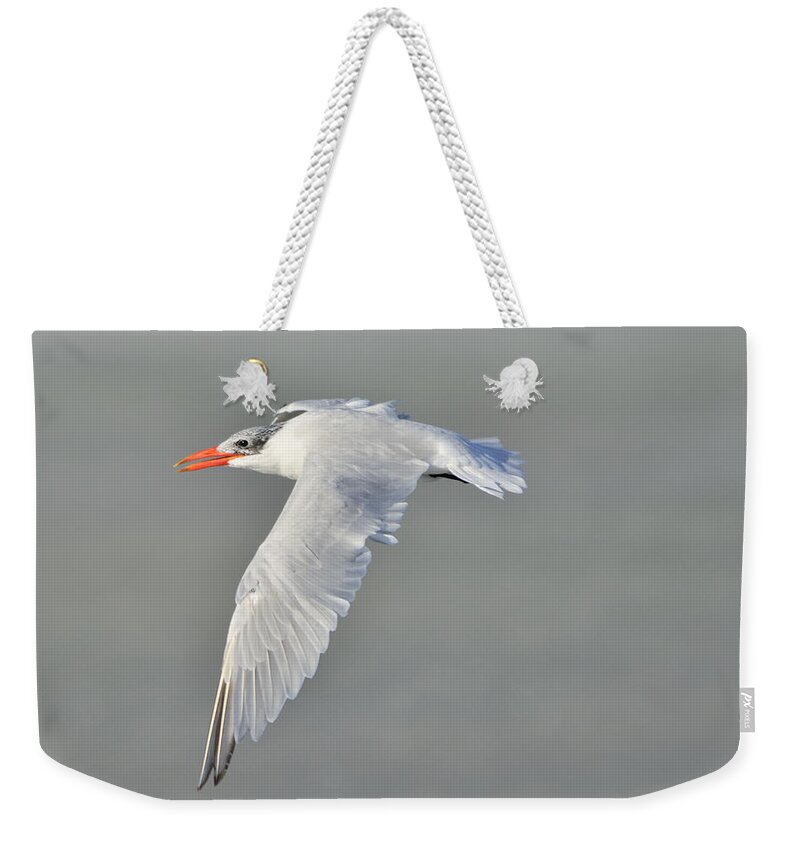 Caspian Tern Weekender Tote Bag featuring the photograph Caspian Tern in Flight by Bradford Martin