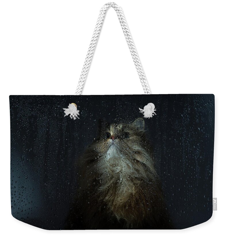 Pets Weekender Tote Bag featuring the photograph Cat By Rainy Window by Benjamin Torode